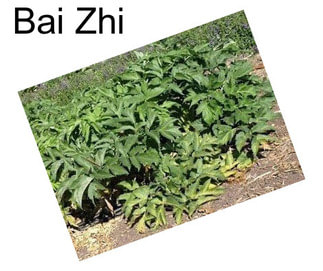 Bai Zhi