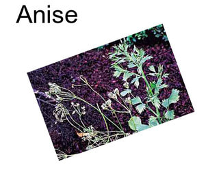 Anise