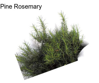 Pine Rosemary