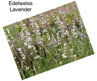 Edelweiss Lavender