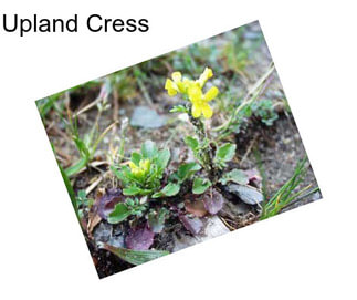 Upland Cress