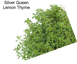 Silver Queen Lemon Thyme