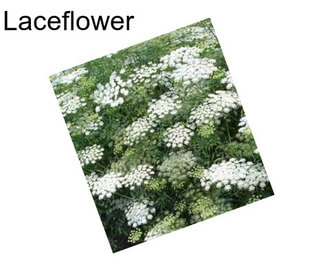 Laceflower