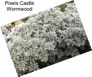 Powis Castle Wormwood