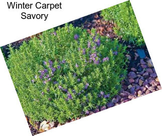 Winter Carpet Savory