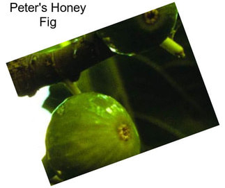 Peter\'s Honey Fig