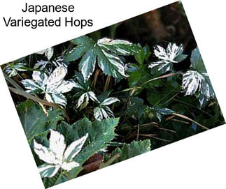 Japanese Variegated Hops