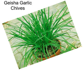 Geisha Garlic Chives