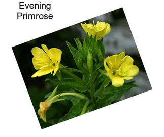 Evening Primrose