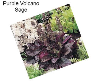 Purple Volcano Sage