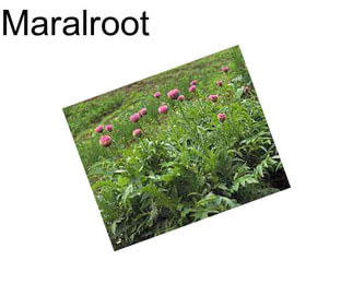 Maralroot