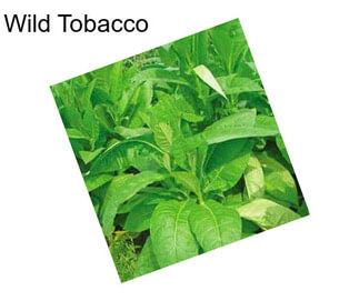 Wild Tobacco