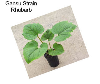 Gansu Strain Rhubarb