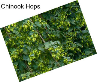 Chinook Hops