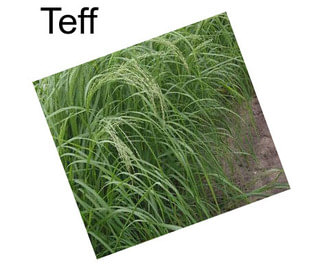 Teff