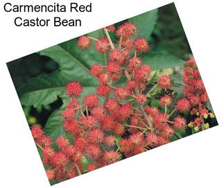 Carmencita Red Castor Bean