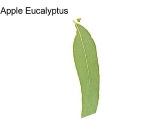 Apple Eucalyptus