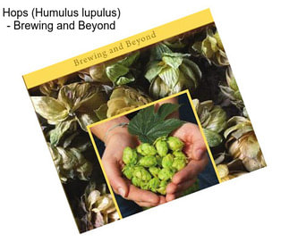 Hops (Humulus lupulus) - Brewing and Beyond