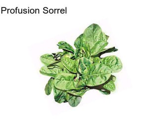 Profusion Sorrel