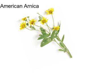 American Arnica