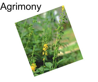 Agrimony