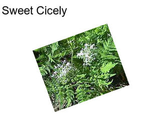 Sweet Cicely