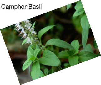 Camphor Basil