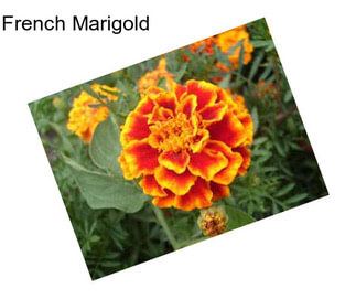 French Marigold