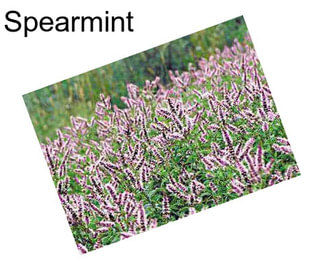 Spearmint