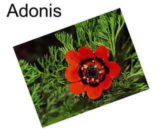 Adonis