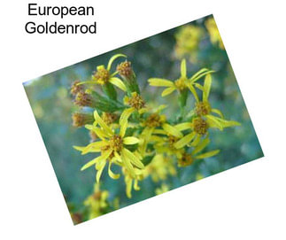 European Goldenrod