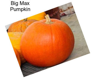 Big Max Pumpkin