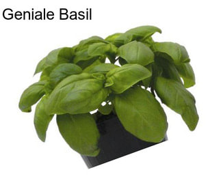 Geniale Basil