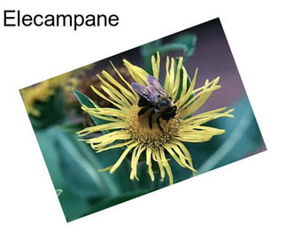 Elecampane