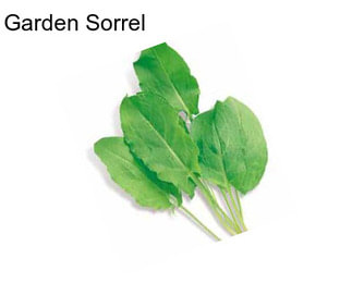 Garden Sorrel