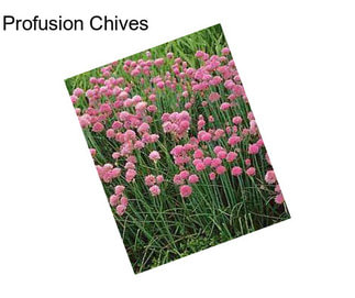 Profusion Chives