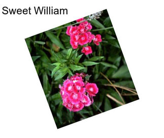 Sweet William