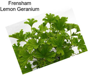 Frensham Lemon Geranium