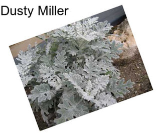 Dusty Miller