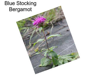 Blue Stocking Bergamot