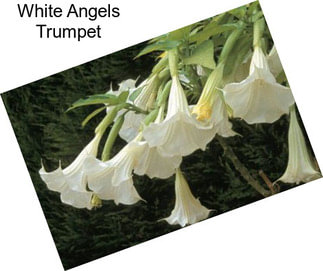 White Angels Trumpet