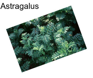 Astragalus