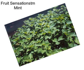 Fruit Sensationstm Mint