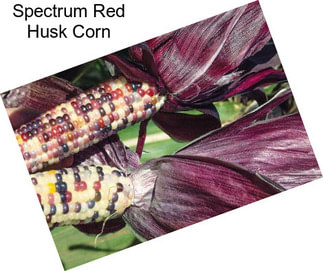 Spectrum Red Husk Corn