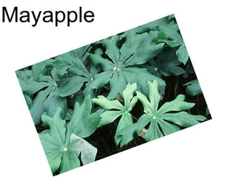 Mayapple