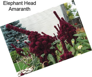 Elephant Head Amaranth