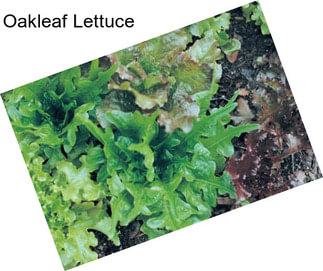 Oakleaf Lettuce