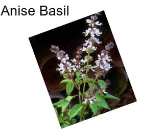 Anise Basil