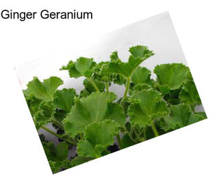 Ginger Geranium