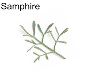 Samphire